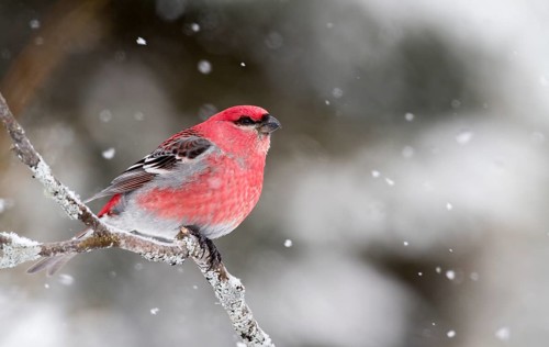 Male Pine Grosbeak
