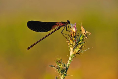 Copper demoiselle
