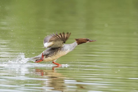 Smew