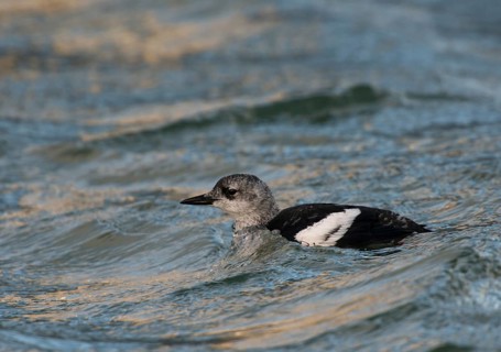 Black guillemot