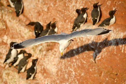 Common European gull
