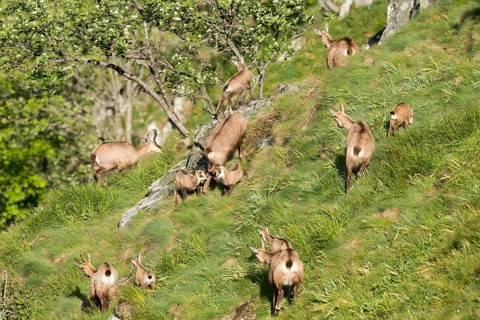 Chamois
