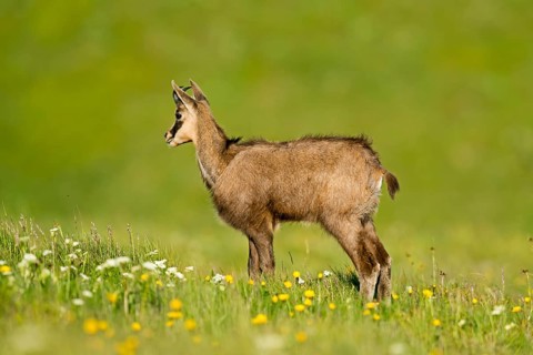 Chamois