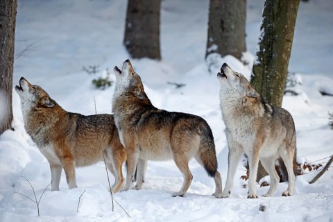 European Wolf