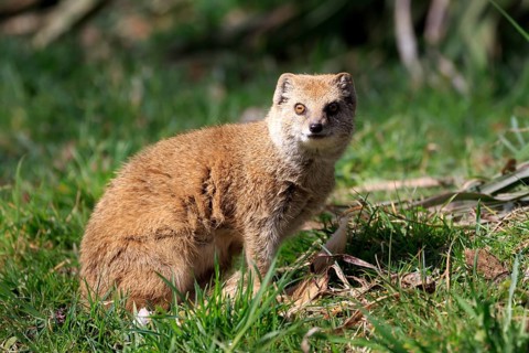 Red meerkat