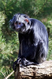 Javan langur