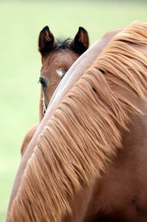 English thoroughbred horse