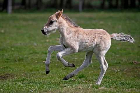 Wild Horse Duelmen