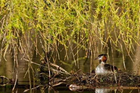 Great crested grebe