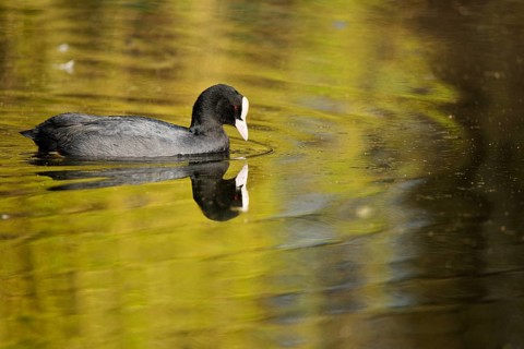 Eurasian coot