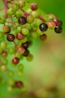 Black Elder or European Elderberry