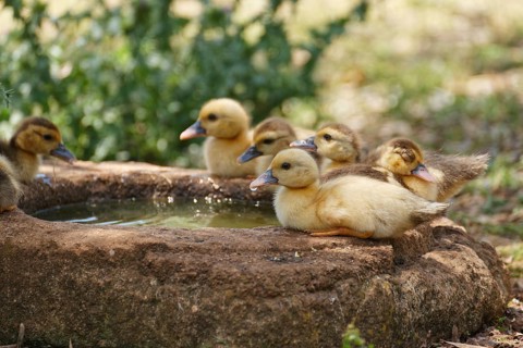 Ducklings at the trough
