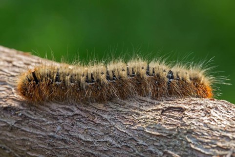 Oak moth
