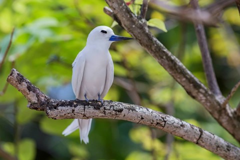 White tern