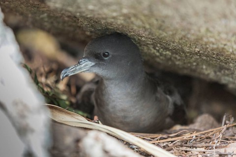Wedge-tailed Shearwater