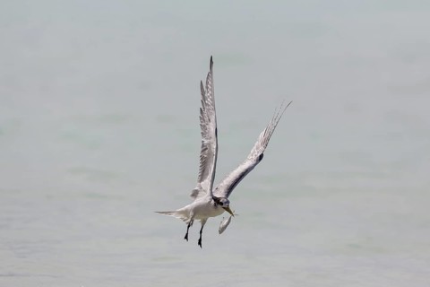 Greater Crested Tern