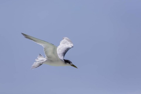 Greater Crested Tern