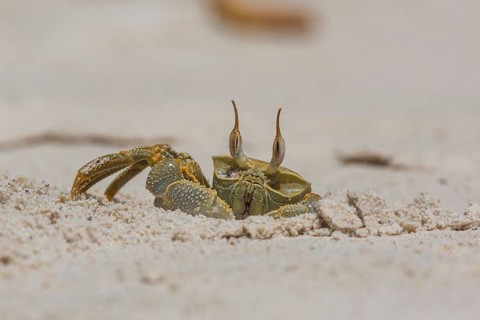 Ghost crab