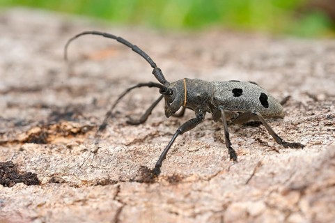 Mourning buck