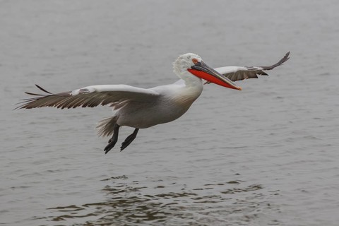 Dalmatian pelican
