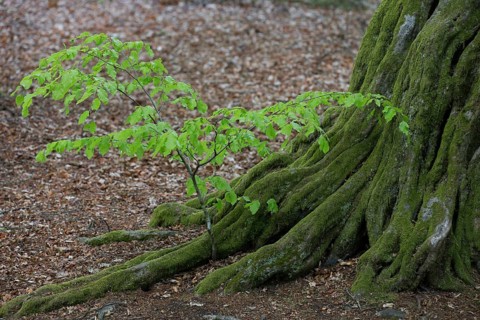European hornbeam