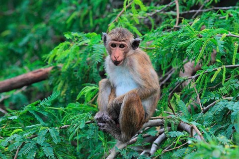 Toque macaque