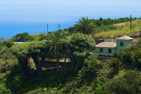 Dragon trees on the north coast of La Palma