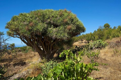 Dragon tree on the north coast