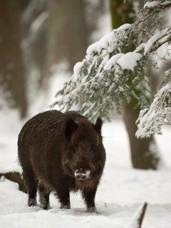 Wild boar