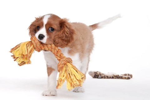 Cavalier King Charles Spaniel