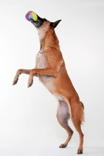 Malinois