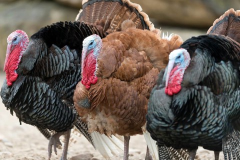 Domestic turkeys