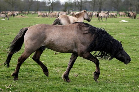 Wild Horse Duelmen
