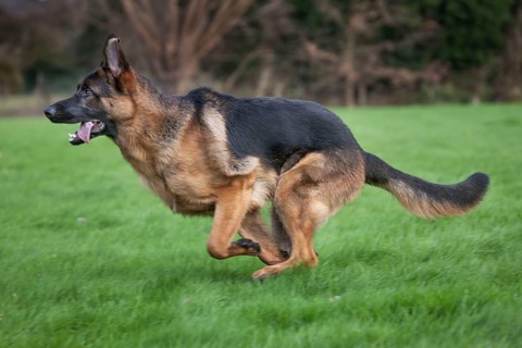 German Shepherd or Alsatian
