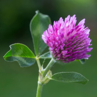 Red Clover