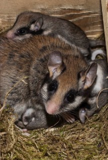 Garden dormouse