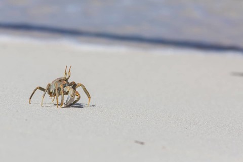Ghost crab
