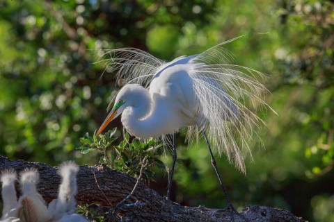 Great egret