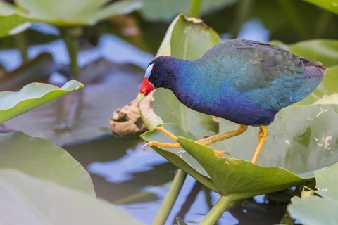 American purple gallinule