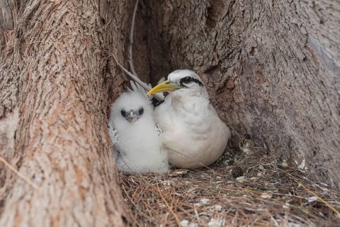 White-tailed tropicbird