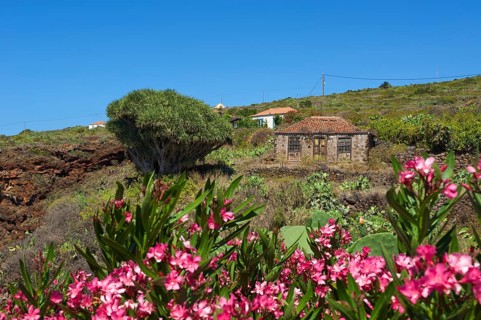 Old farmhouse with dragon tree in Garafia