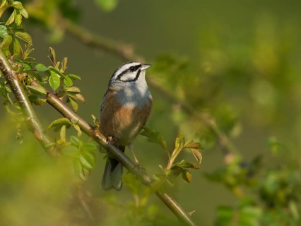 Rock Bunting
