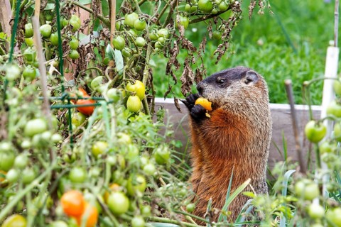 Marmot eating tomatoes in a garden