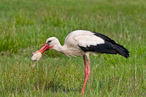 Weissstorch