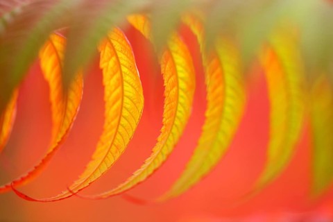 Staghorn sumac