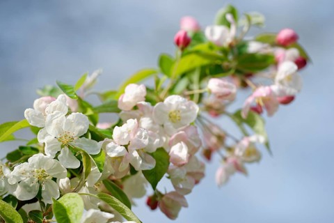 European crab apple