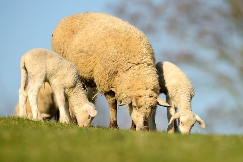 Merino sheep and lambs