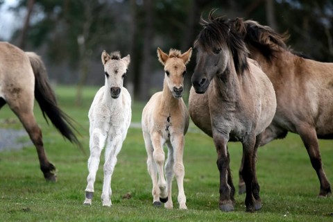 Wild Horse Duelmen