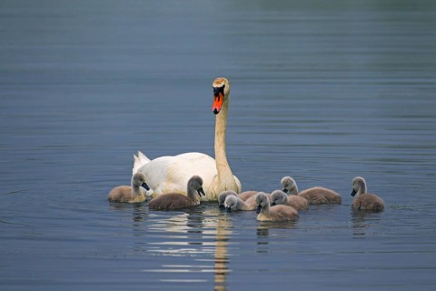 Mute swan