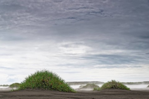 Little hills of grass in fog